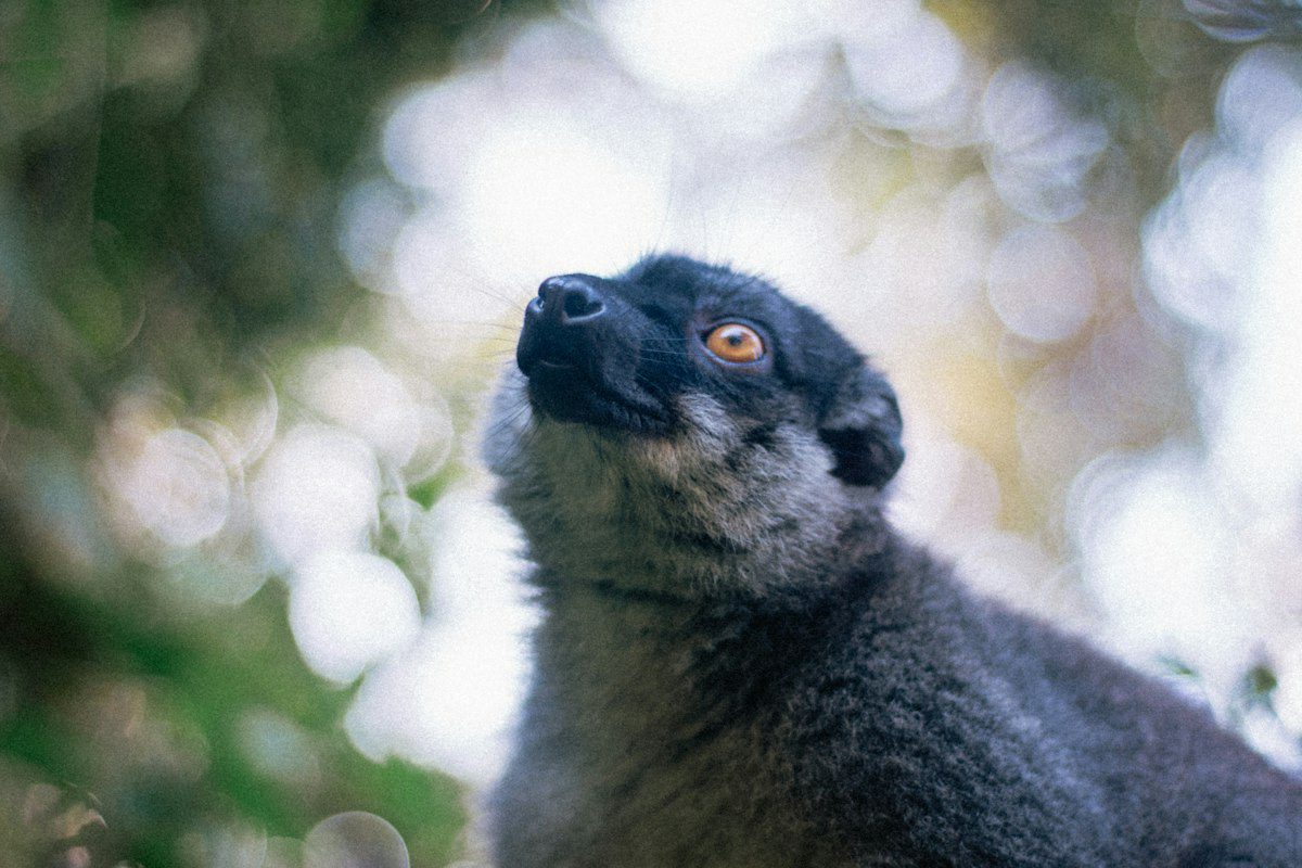 Black and white lemur among green foliage in Madagascar