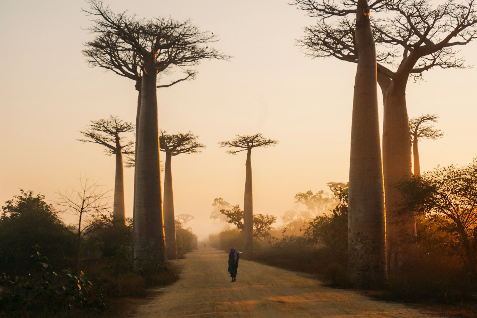 Avenue of the Baobabs at sunrise in Morondava, Madagascar