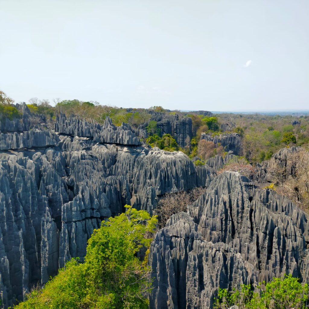 Limestone pinnacles and green vegetation in Tsingy de Bemaraha, Madagascar